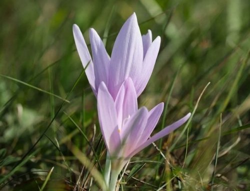 Saffron’s Significant Role in Culinary Dishes