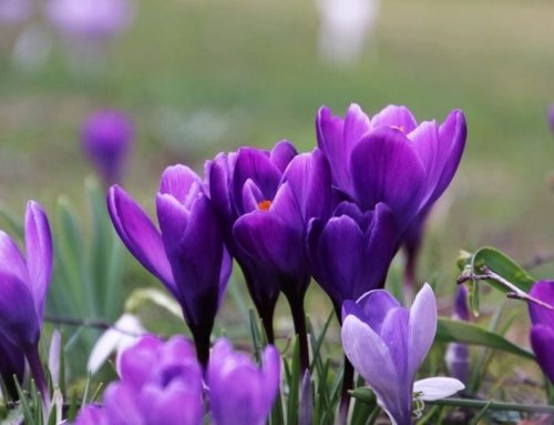 How to Plant Saffron – Expert Tips for Growing and Harvesting Saffron