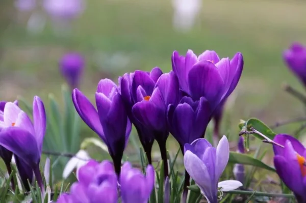 Growing saffron at home