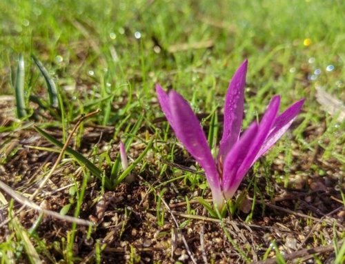 Benefits of Using Saffron for Skin Care