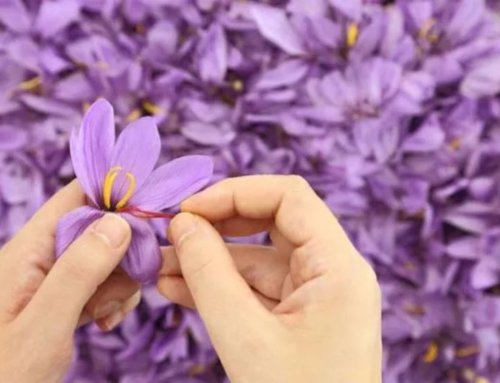 Best Ways to Brew Saffron: Techniques for Perfect Flavor