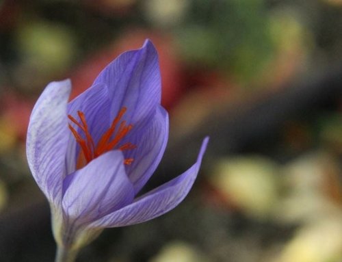 The Best Time to Plant Saffron for High-Quality Harvests