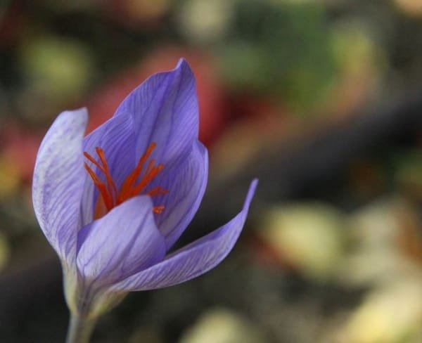 Best Time to Plant Saffron