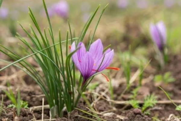 Swedish saffron bread recipe