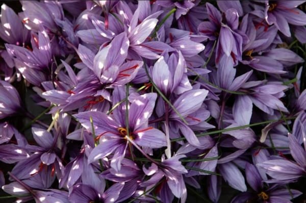 Iran's saffron production