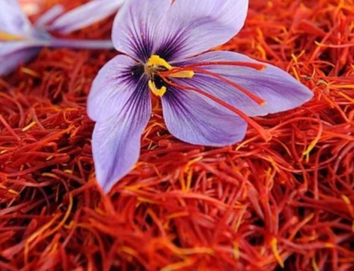 Saffron for Flavoring: The Best Methods for Brewing and Storing