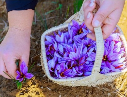 Does Iran Export Saffron to Spain?