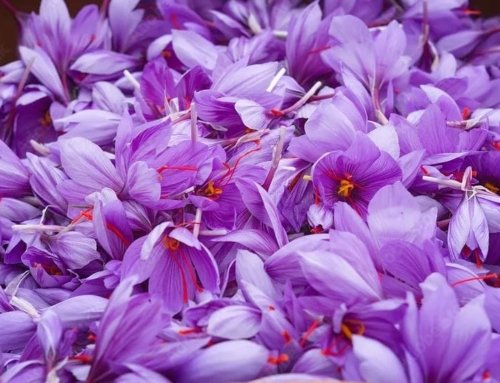 The Benefits of Saffron for Skin Health