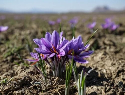 Saffron for Digestive Health: An Ancient Remedy