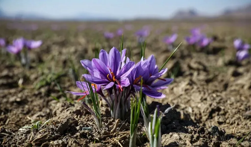 Saffron for Digestive Health