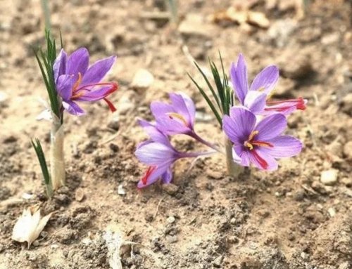 Saffron for PMS Relief: A Natural Approach to Alleviating Symptoms