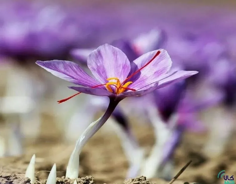 Saffron for Health