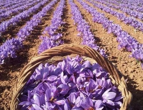 Saffron’s Impact on Alzheimer’s Disease