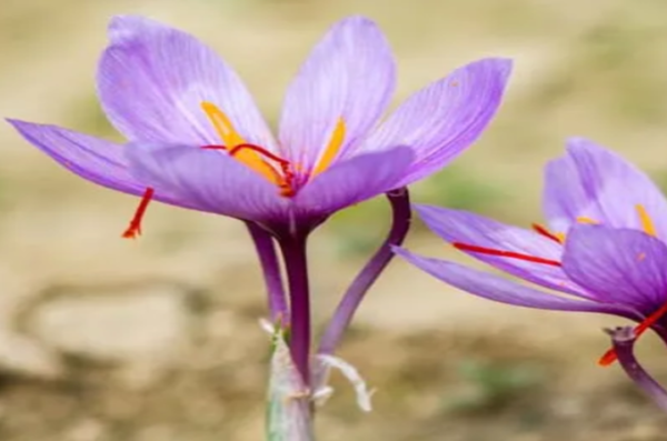 Saffron syrup recipe