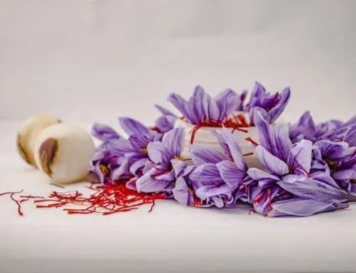 Saffron Benefits for Women: Health Benefits and Side Effects