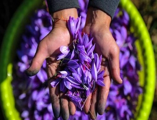 What is Saffron Bundle and Its Uses?