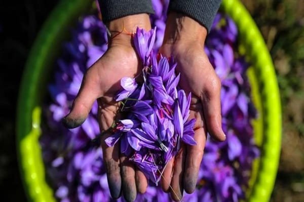 Saffron Bundles