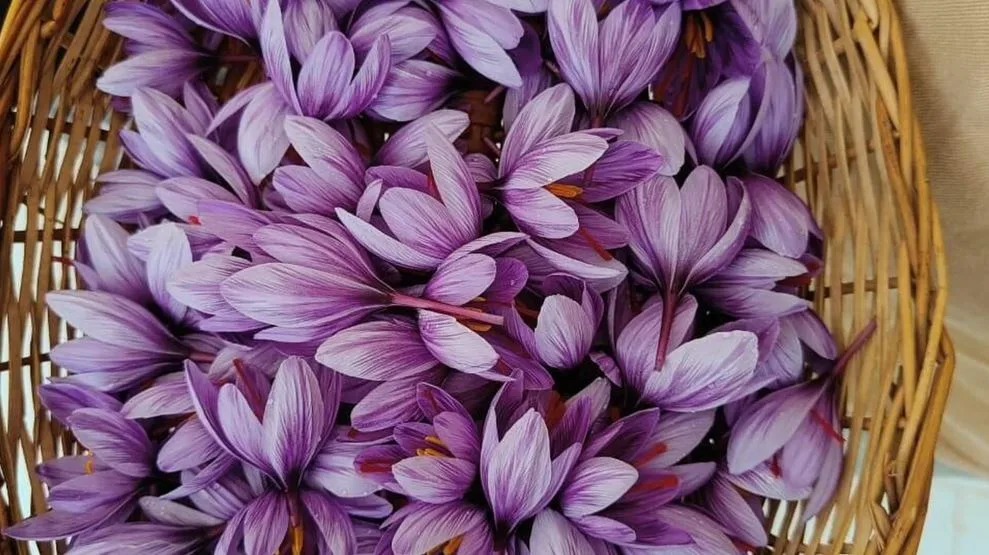 Saffron for Health Benefits