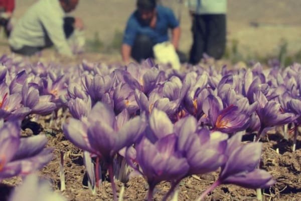 Saffron-infused Drinks