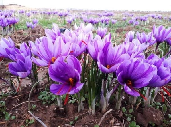 Using saffron in cooking