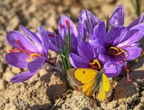 Affordable Iranian Saffron for Weight Loss: The Best Natural Solution