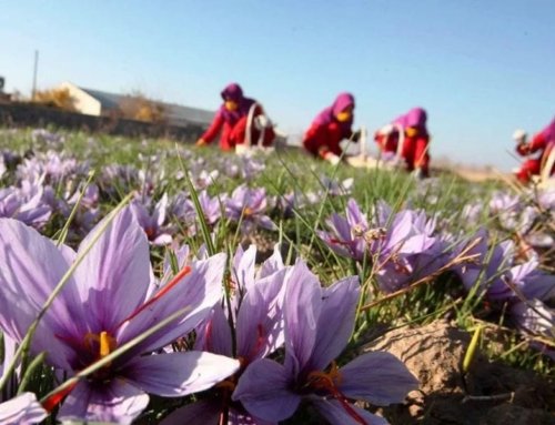 Saffron Cultivation Process: Everything You Need to Know About Growing Saffron