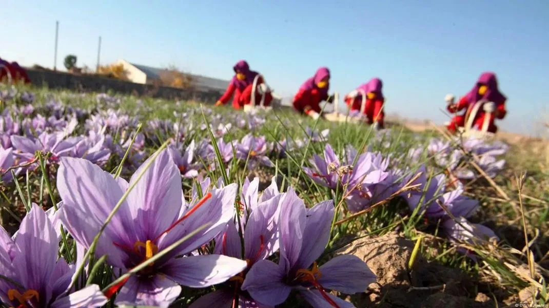 Saffron Cultivation Process