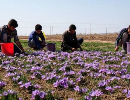 Saffron is one of the most valuable spices in the world