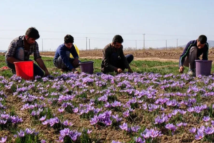 Types of Saffron