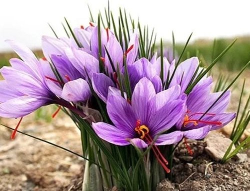 Saffron’s Anti-Cancer Benefits: A Natural Approach to Fighting Cancer