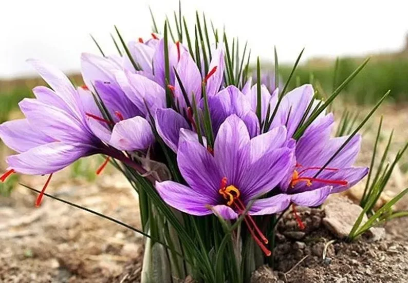 Saffron for Cancer Treatment