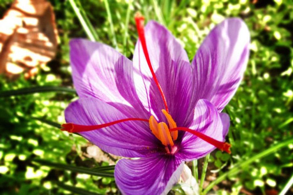 Taking a lot of saffron in the village of Alawi - Iranian Saffron ...